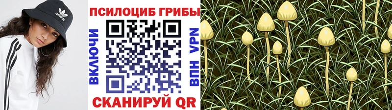 закладка  Керчь  Галлюциногенные грибы мицелий 